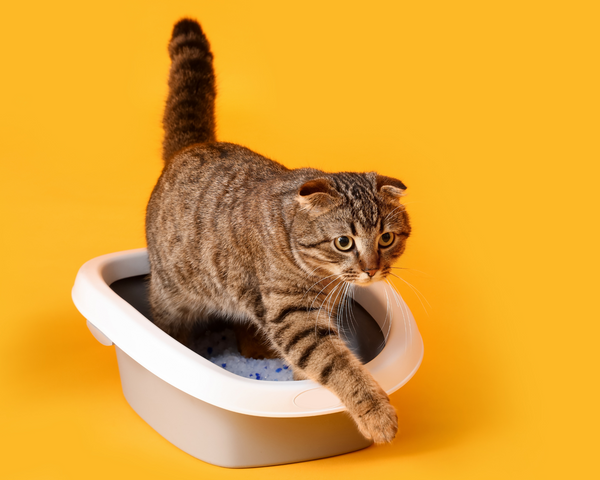 The Dos and Don'ts of Cat Litter