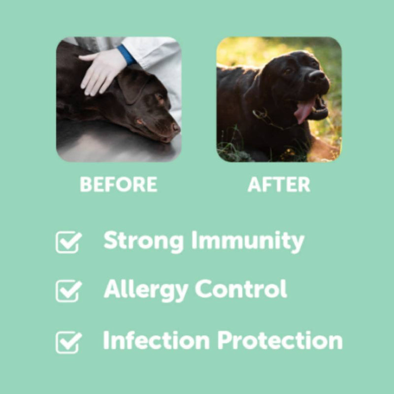 Dr. Shiba Dog Treats Supplement Pro Immune Salmon 250g