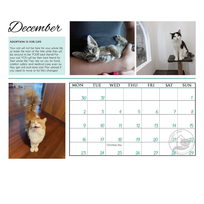 Project Luni Kitten Calendar 2024