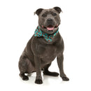 Fuzzyard Pet Bowtie Gor-Illz S
