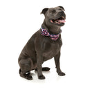 Fuzzyard Pet Bowtie Jackpup L