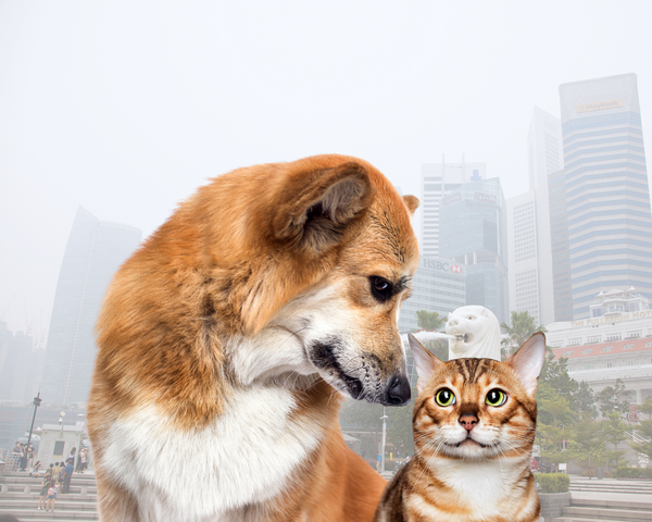 The Dangers of Haze to Our Pets