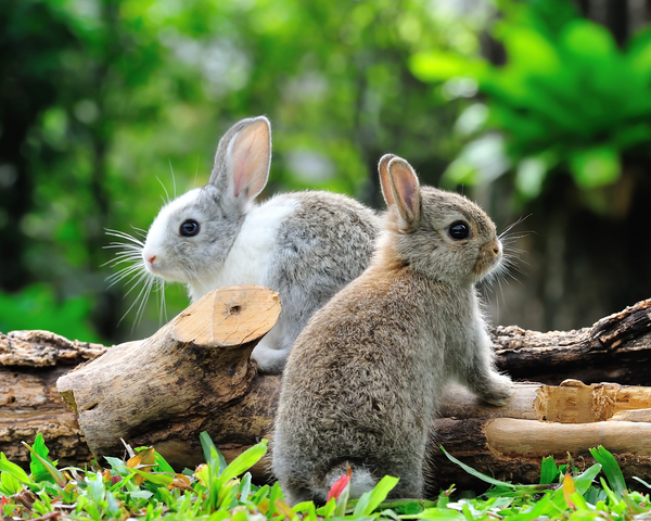 Is A Rabbit The Right Pet For You?