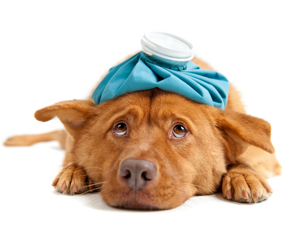 Common Illnesses in Dogs