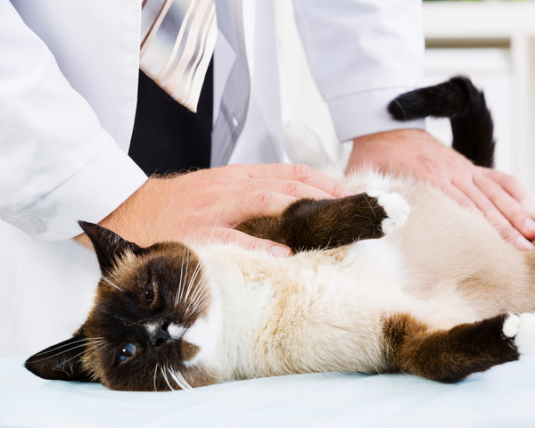 Common Illnesses in Cats