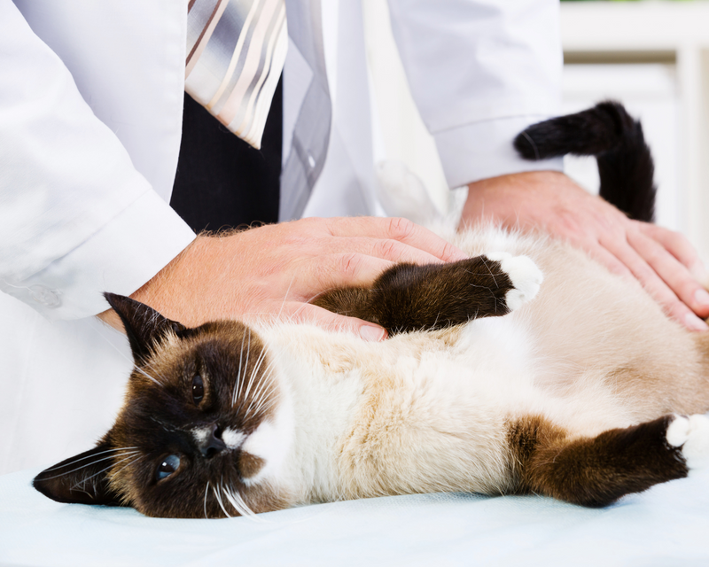 Common Illnesses In Cats Common illnesses in cats