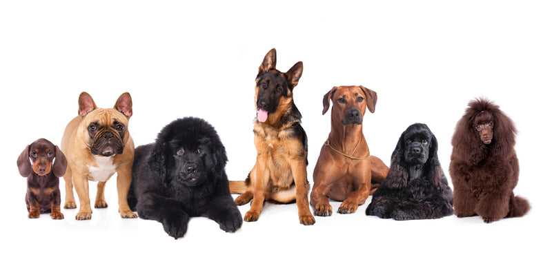 New Dog Owner's Guide: Finding The Right Dog