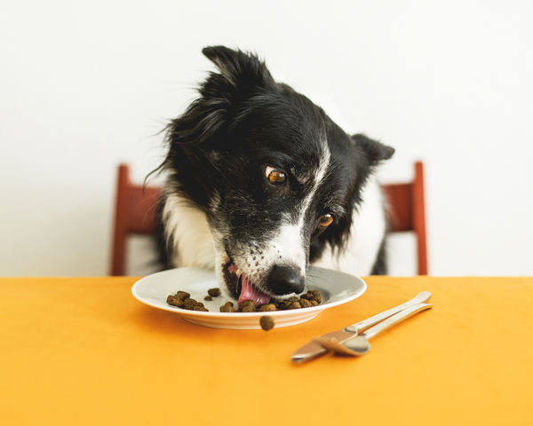 6 Toxic Foods Your Pets Should Never Eat