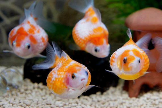 Debunking Myths about Goldfish