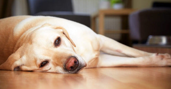 Signs that Your Dog is in Pain