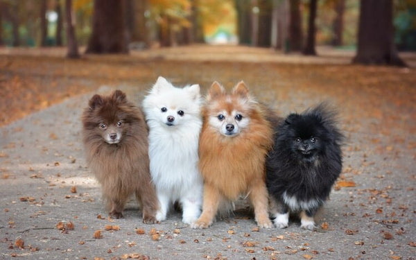 Cool Facts You Didn't Know About Pomeranians