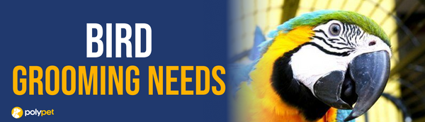 Bird grooming shop clearance