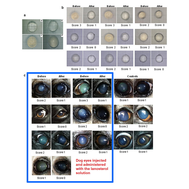 Cataract dissolving eye drops for dogs 2025