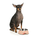 Fuzzyard Pet Bowl Melamine Daily Grind M
