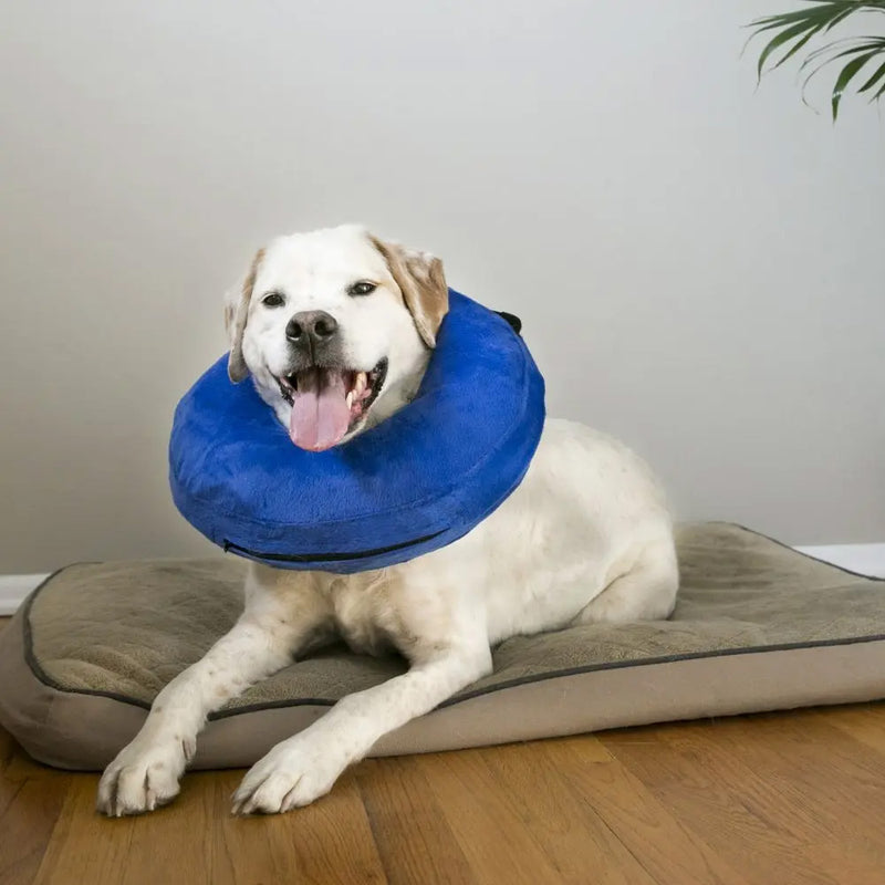 Kong Cloud Collar M (EL2)
