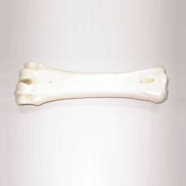 Real Knotted Bone White 8" 1pc