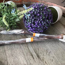 Scott & Dan's Bully Stick 30cm (1pc)